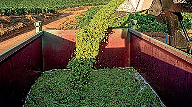 Palabra de vendimia: ¿cómo serán los vinos de la añada 2023?