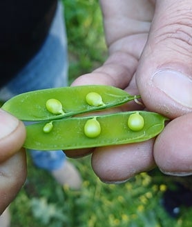 Imagen secundaria 2 - Sobre estas líneas, arriba, postre con guisantes lágrima de Juanjo Mesa, chef de Radis, en Jaén. Abajo, Juan Carlos Roldán, productor hortícola y recolector de Otíñar (Jaén).