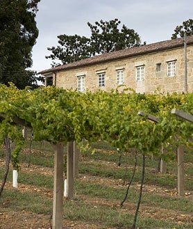 Imagen secundaria 2 - Pazo de San Mauro tiene unas 30 hectáreas de viñedos de albariño y una pequeñísima porción de loureiro. Susana Pérez es la enóloga de esta bodega de las Rías Baixas