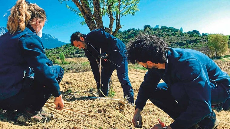 Plantación de uno de los campos de germoplasma de Familia Luis Cañas, entre Villabuena de Álava y Samaniego.