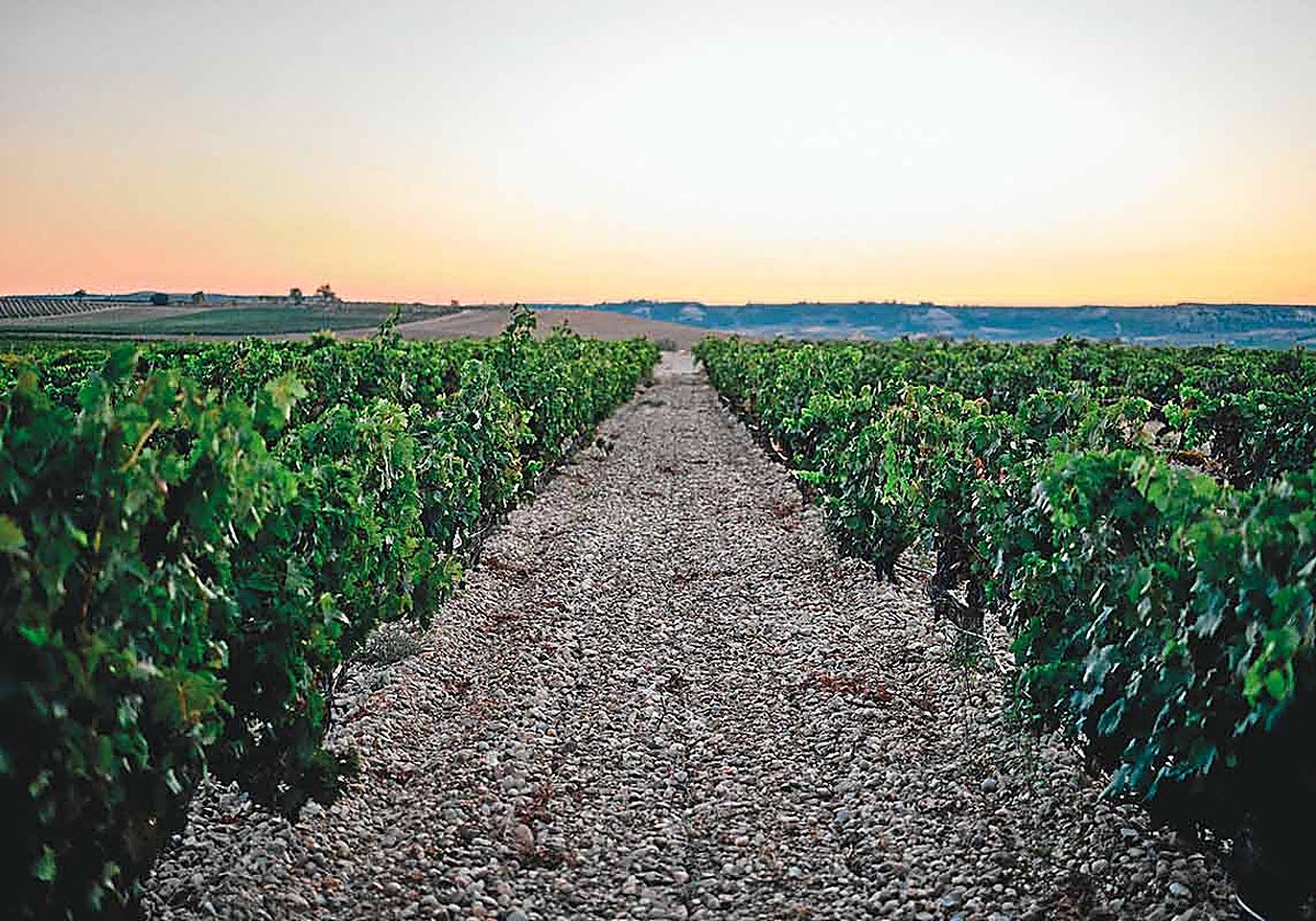 Viñedos de la Familia Fernández Rivera en Ribera del Duero.