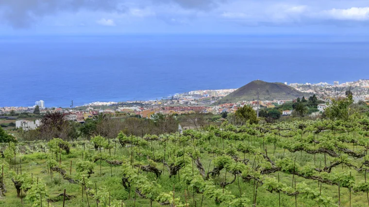 Viñedo atlántico de la bodega Envínate, en Tenerife