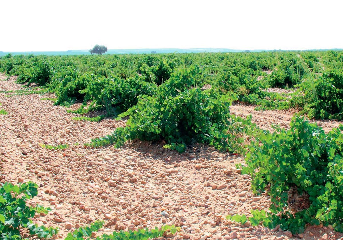 El Pago de Saltamontes, en la Seca (Valladolid), donde se encuentra plantada esta variedad singular.