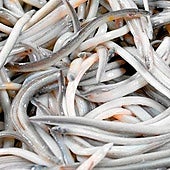 Angulas: el bocado sibarita y navideño que sacó de quicio a Sigmund Freud