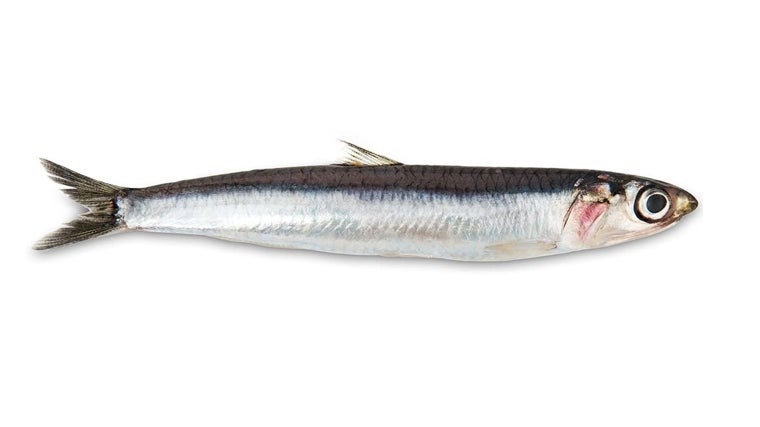 'Engraulis encrasicolus': boquerón, anchoa, bocarte, aladro, longorón...