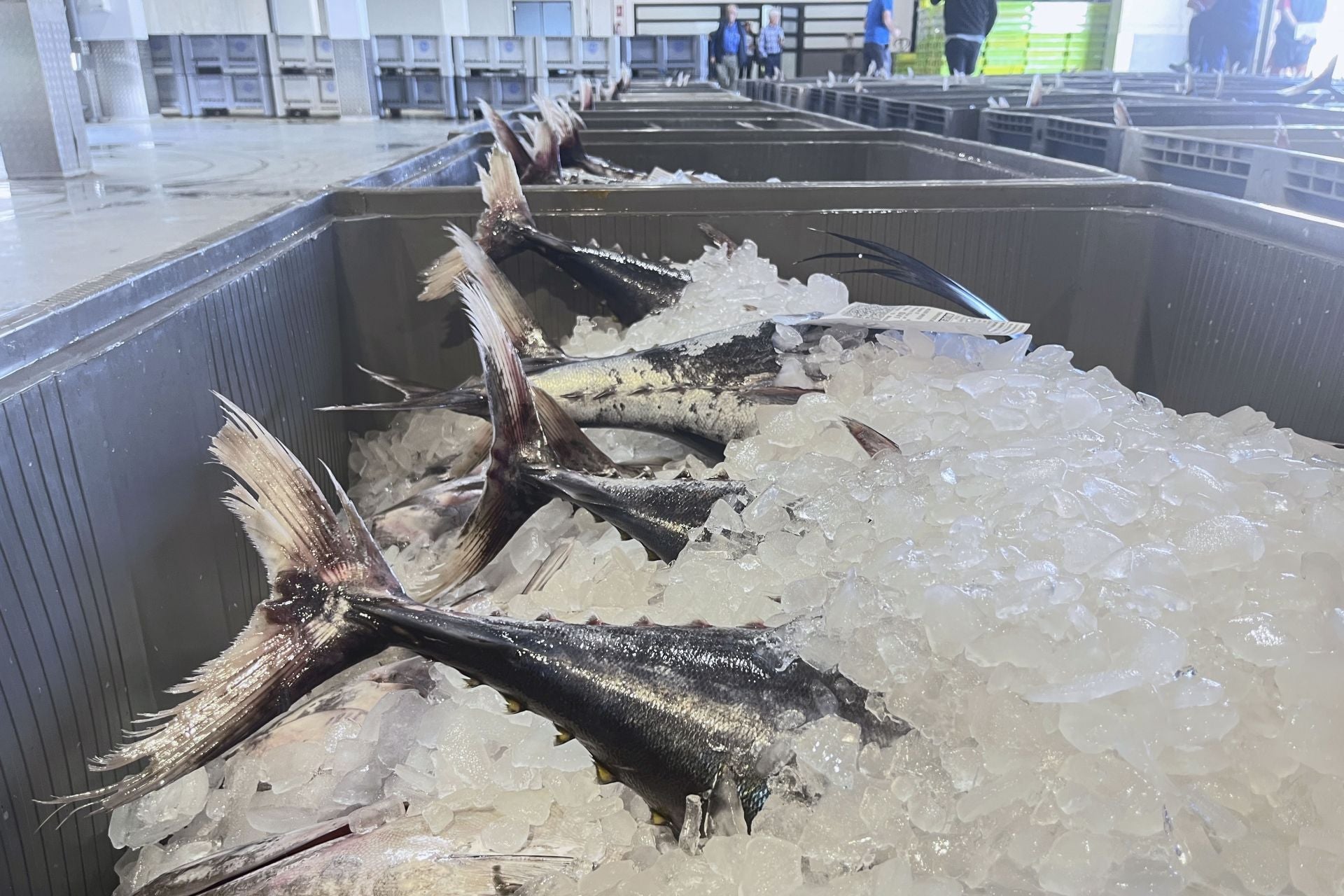 Estamos en plena temporada del 'thunnus alalunga'