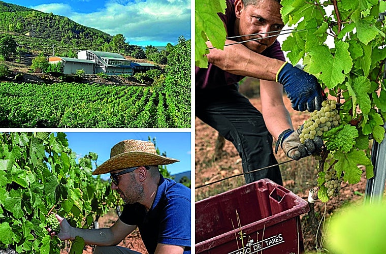 La nueva bodega de Godeval en Xagoaza (arriba); Rafael Somonte, enólogo de Dominio de Tares, en el Bierzo (abajo) y la vendimia manual en Dominio de Tares