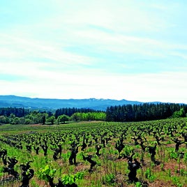 Viñas viejas del proyecto de Prieto Pariente en El Bierzo