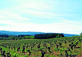 Godello, el blanco de moda que conquista a las mesas más exigentes