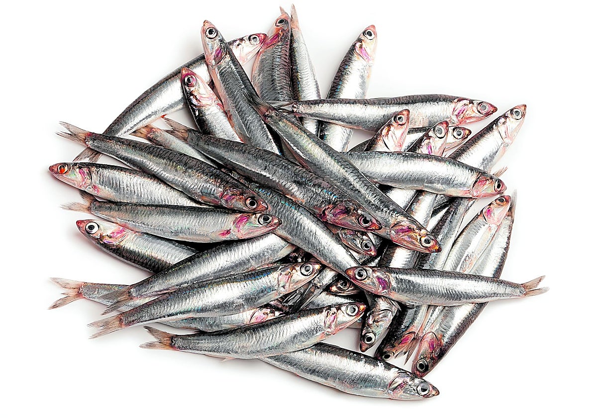 A pesar de ser conocidos como distintos, el boquerón y la anchoa son el mismo pescado