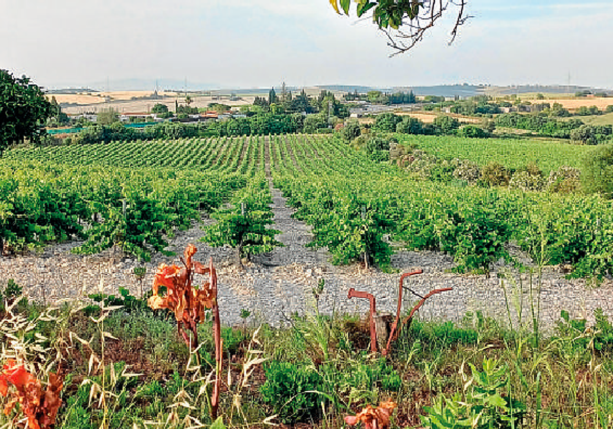 Algunos viñedos de los vinos del Marco