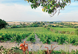 Jerez, en busca de un nuevo horizonte