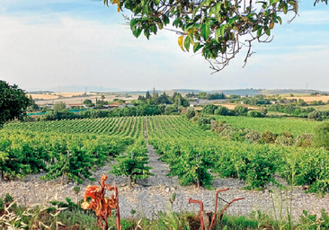 Vinos de Jerez, en busca de un nuevo horizonte