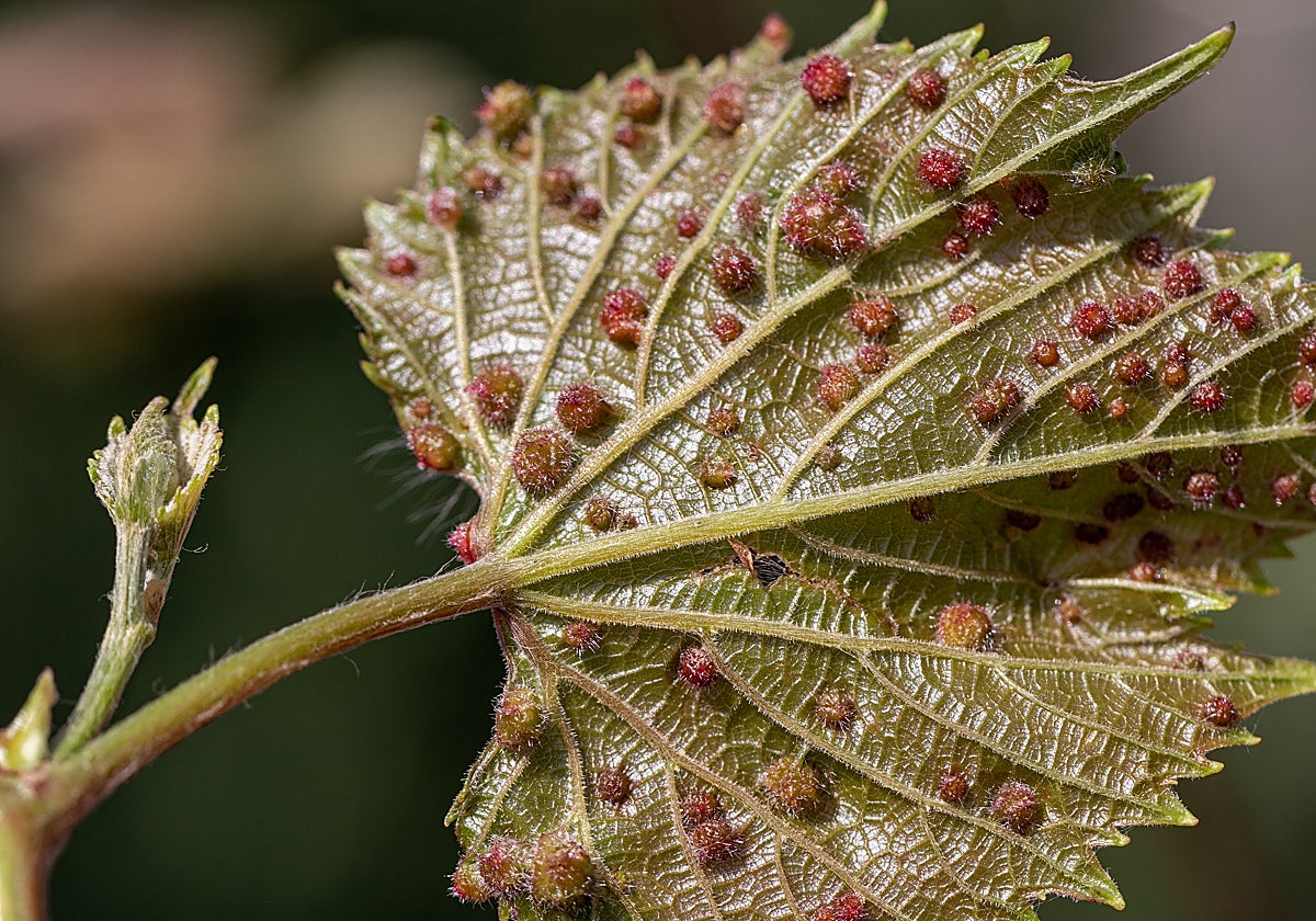 Esta enfermedad ha llegado al archipiélago canario