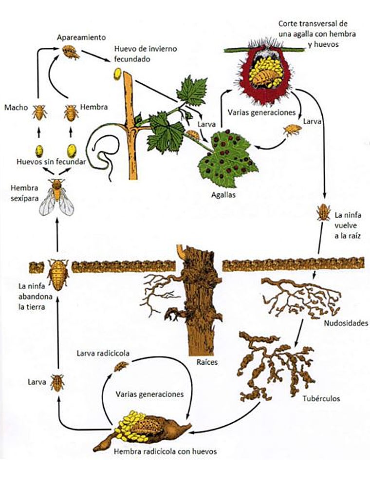 Este es el ciclo de la filoxera