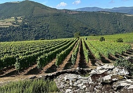 Blanco de Cangas, el latido de su viticultura de altura