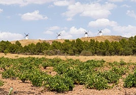 Castilla-La Mancha: Vinos Campo y Alma, sencillamente extraordinarios