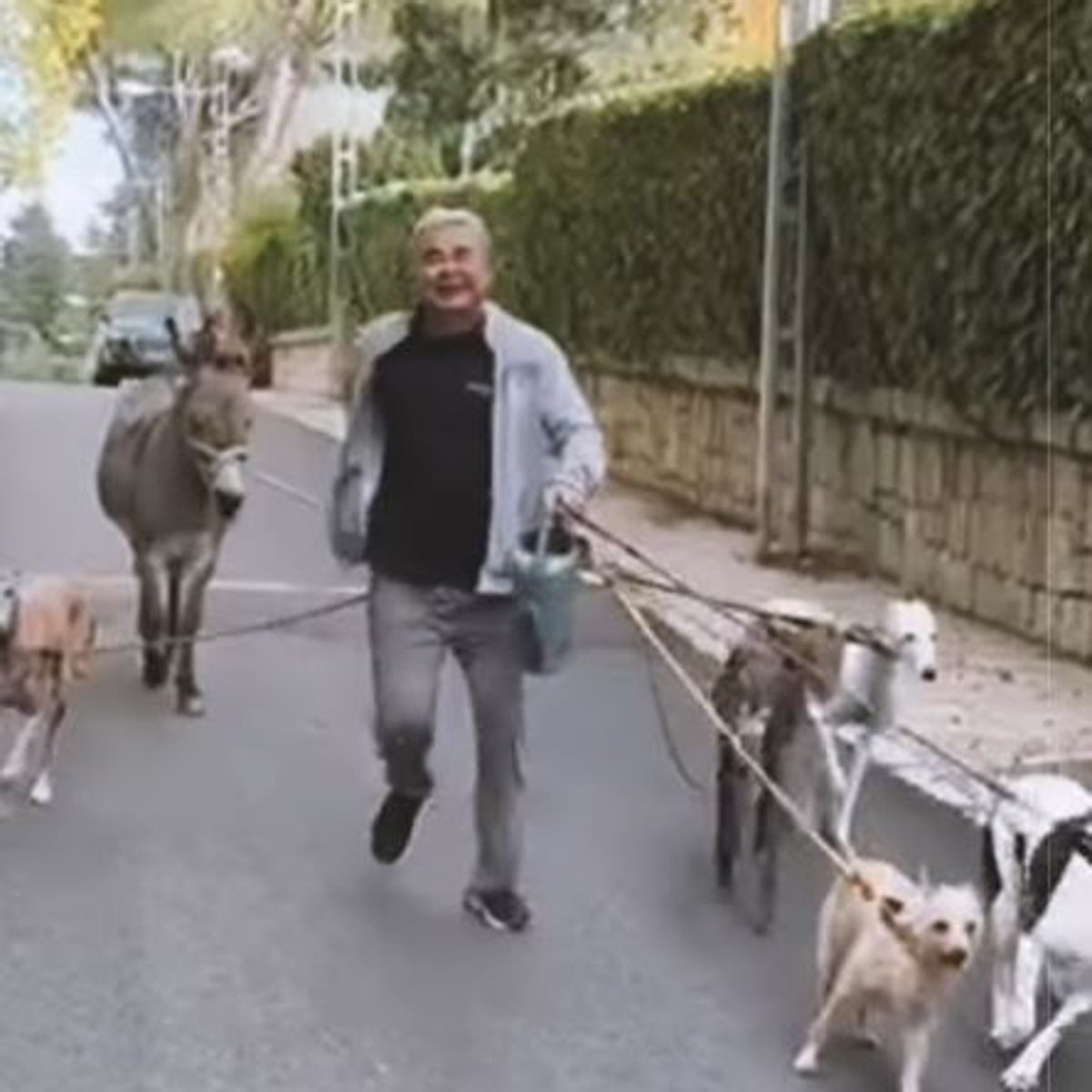 El hilarante vídeo de Jorge Javier Vázquez paseando a sus perros y su nuevo burro