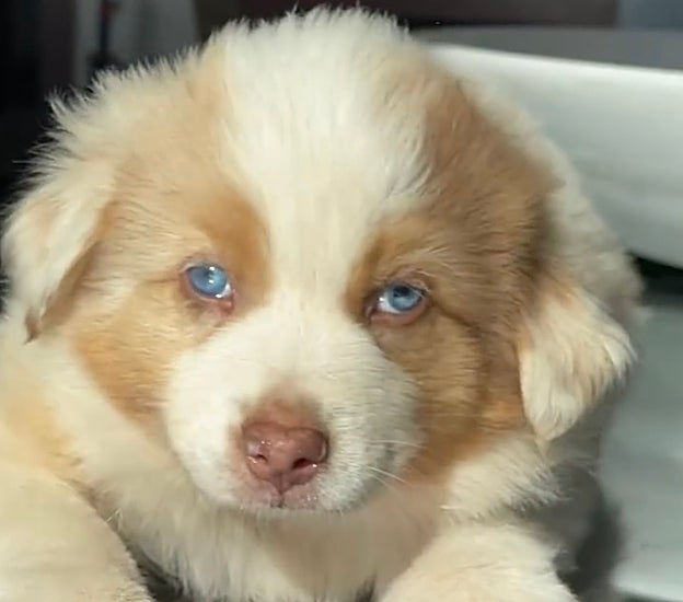 Uno de los perros de Britney Spears