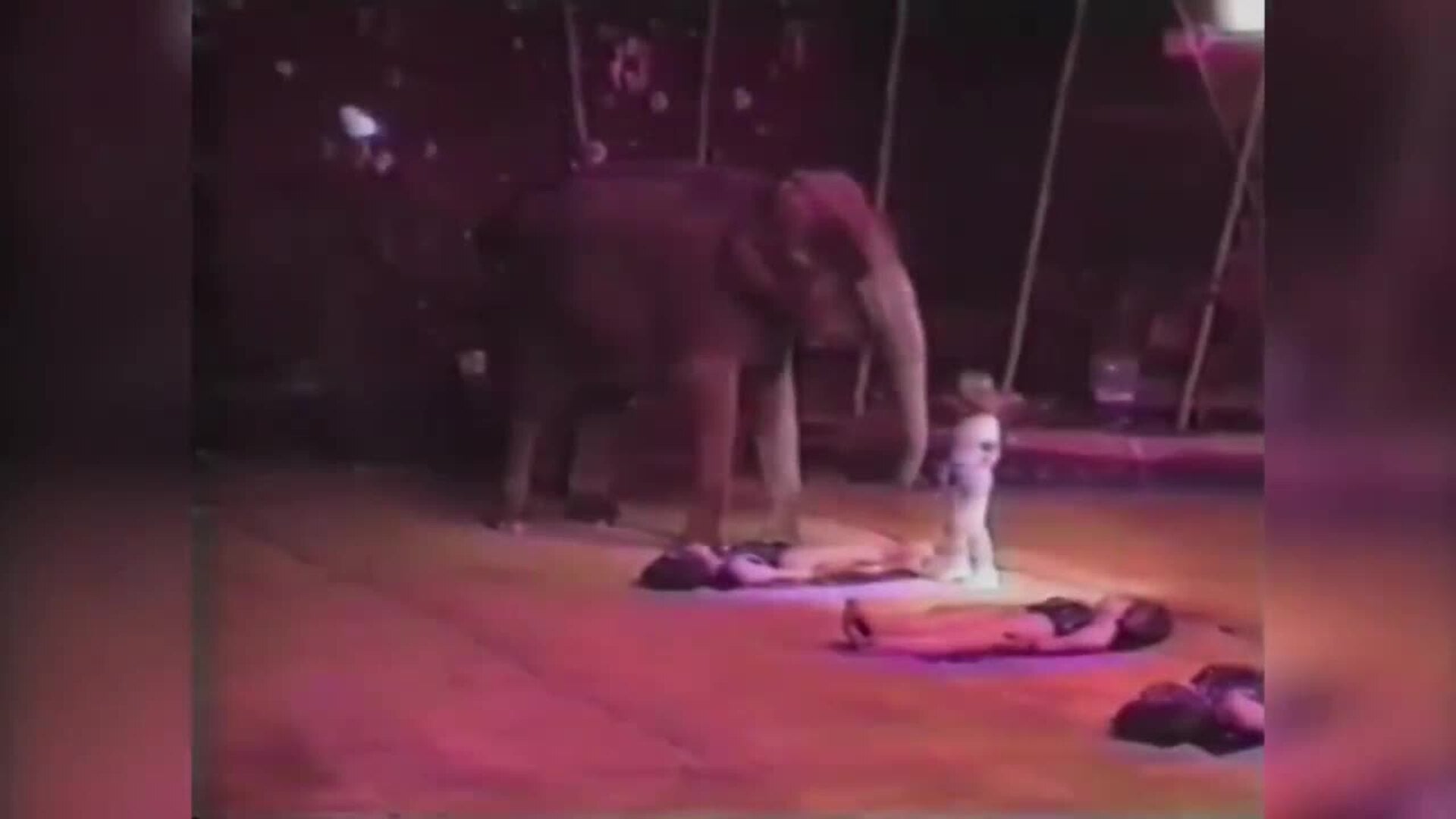 Ángel Cristo Jr. recuerda a su padre: &quot;Gracias a mi padre, con 5 años yo ya era domador&quot;