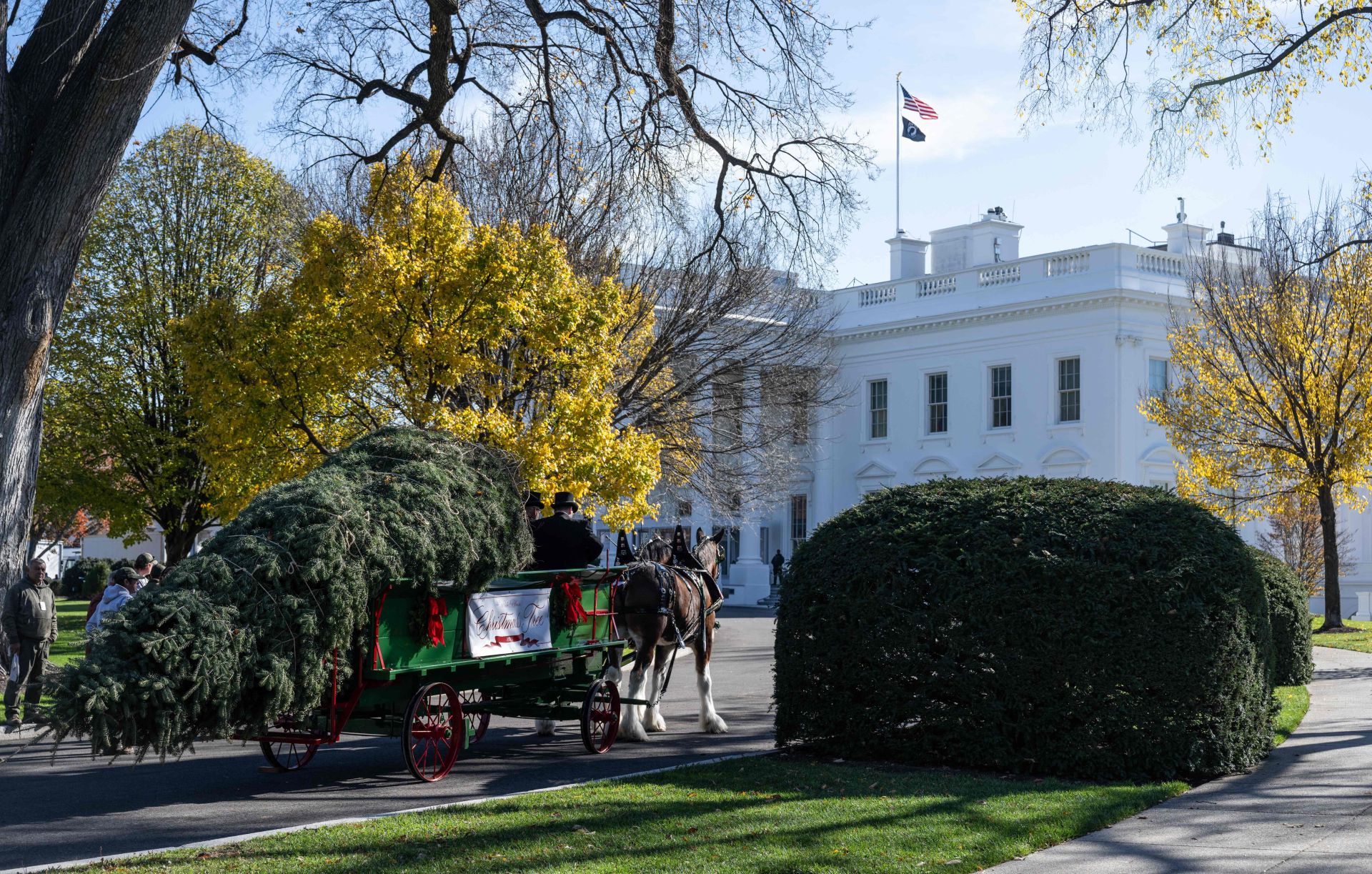 El árbol de Navidad llega a la Casa Blanca. 