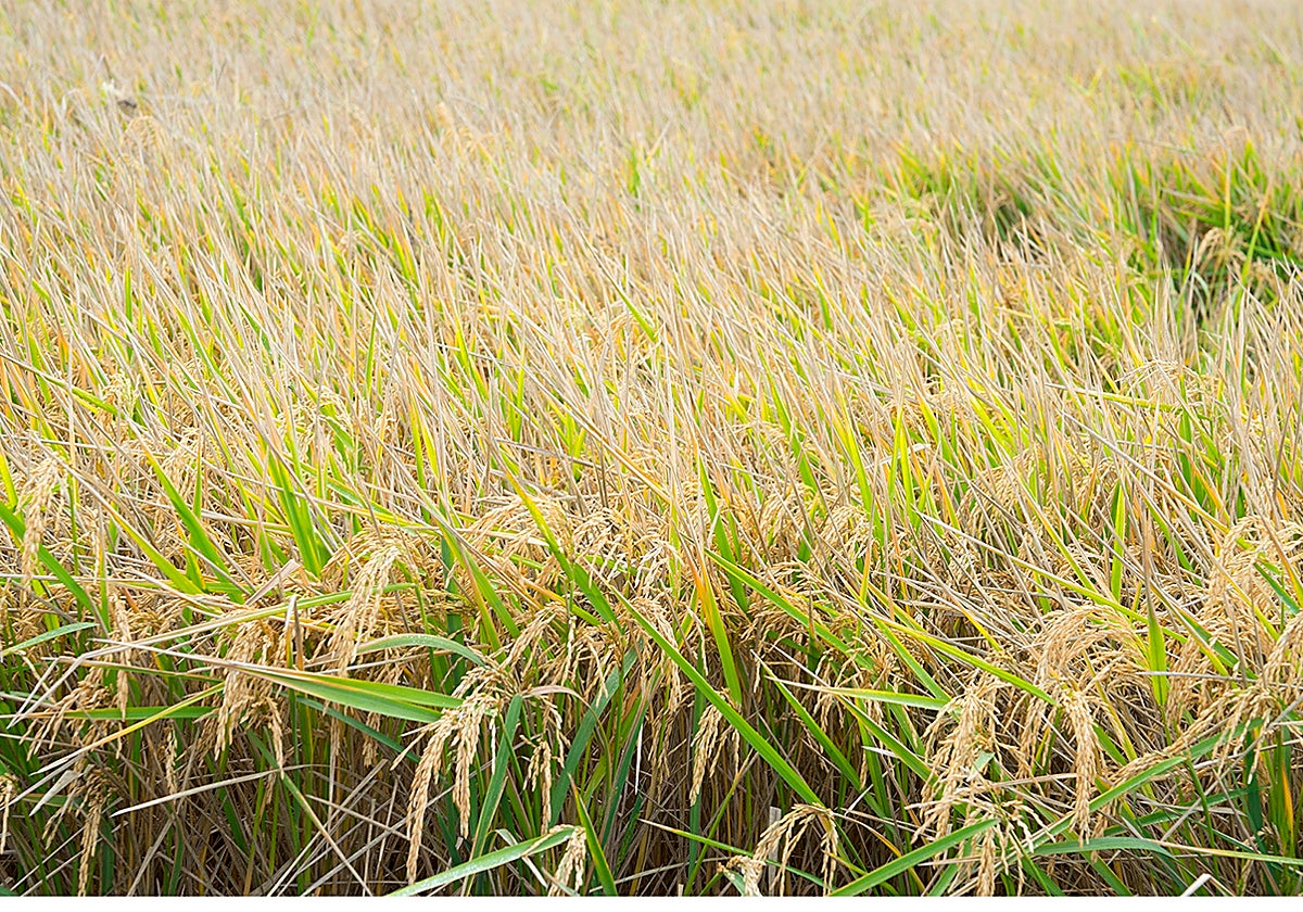 El arroz sevillano recupera su terreno en las Marismas