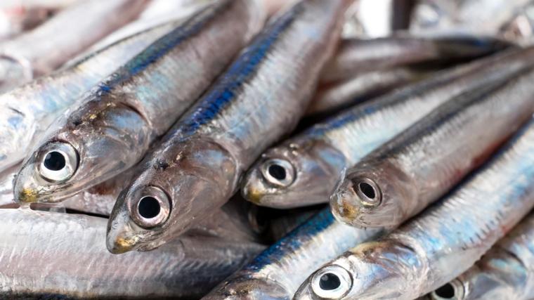 Los boquerones son un pescado muy saludable