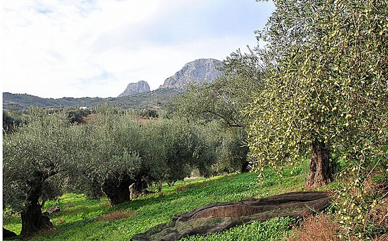 Imagen principal - Los mejores aceites de oliva de Málaga: un recorrido por los AOVEs más singulares de la provincia