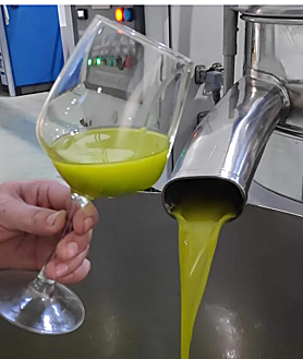 Imagen secundaria 2 - Los mejores aceites de oliva de Málaga: un recorrido por los AOVEs más singulares de la provincia