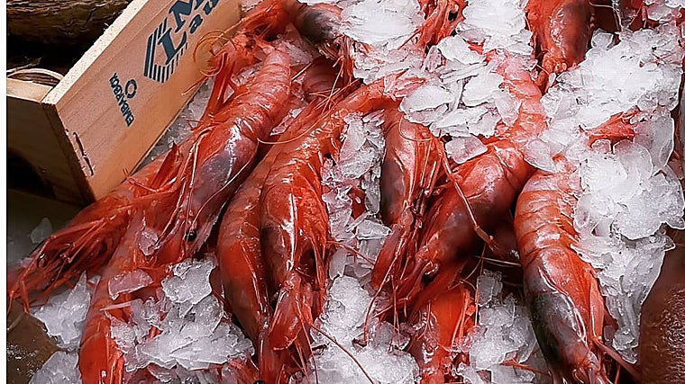 Pescados y mariscos frescos