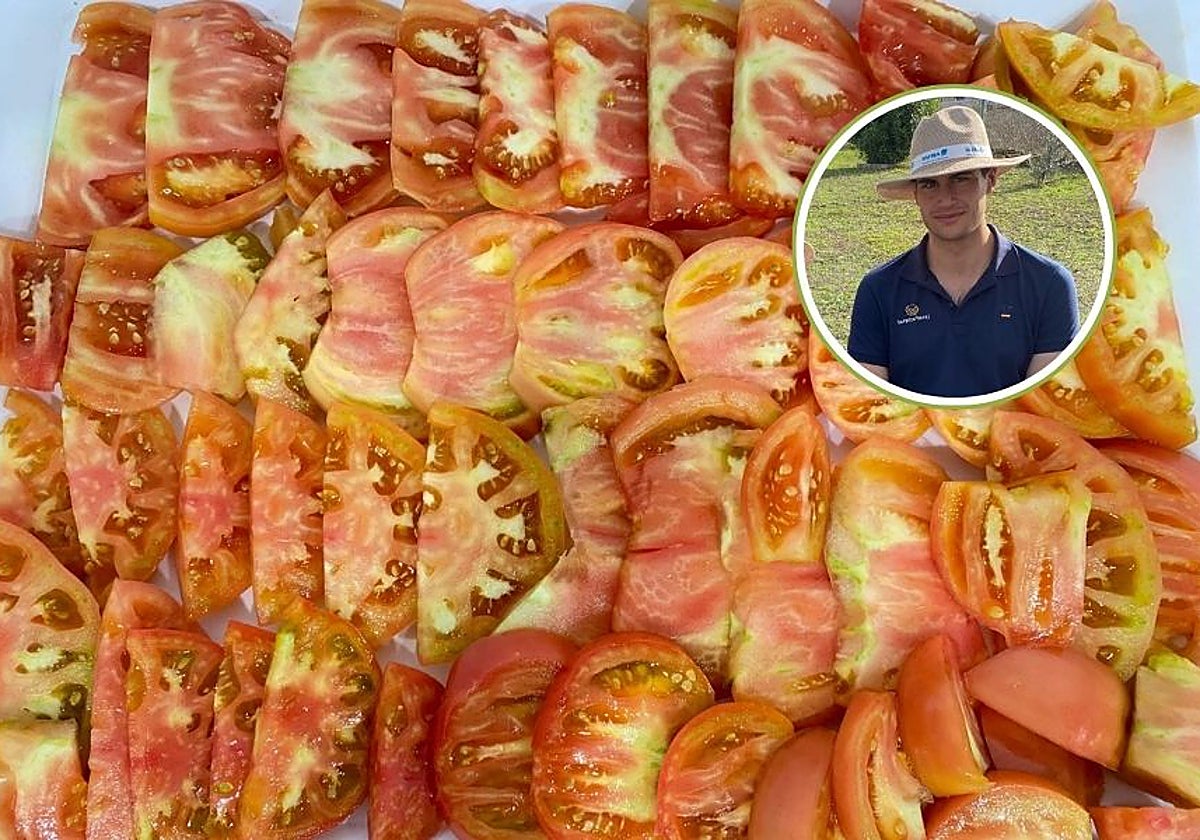 Tomates rosas de Alcolea cultivados por José David Díaz y su familia