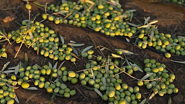 Olives of the Hojiblanca variety with which the oil is made