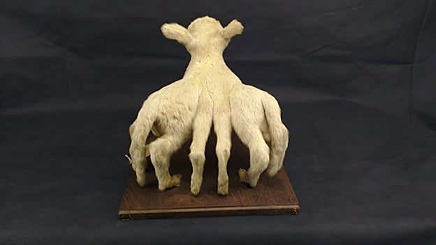 Cabrito con ocho patas