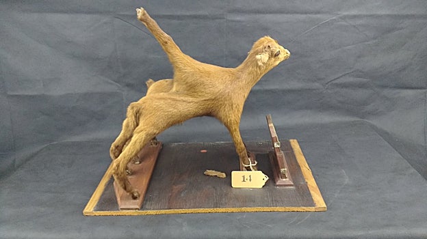 Cabrito cuartos traseros