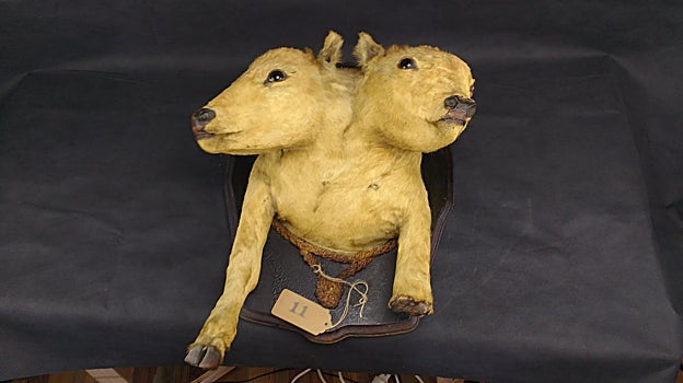 Ternero y ternera con dos cabezas