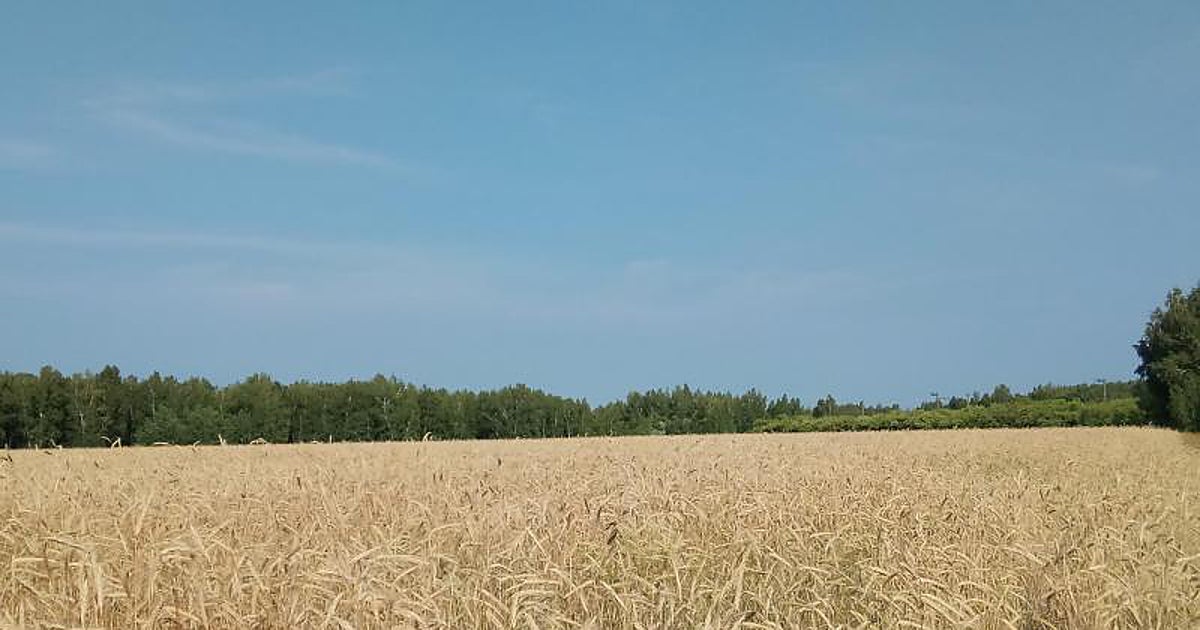 Plantación de cereales