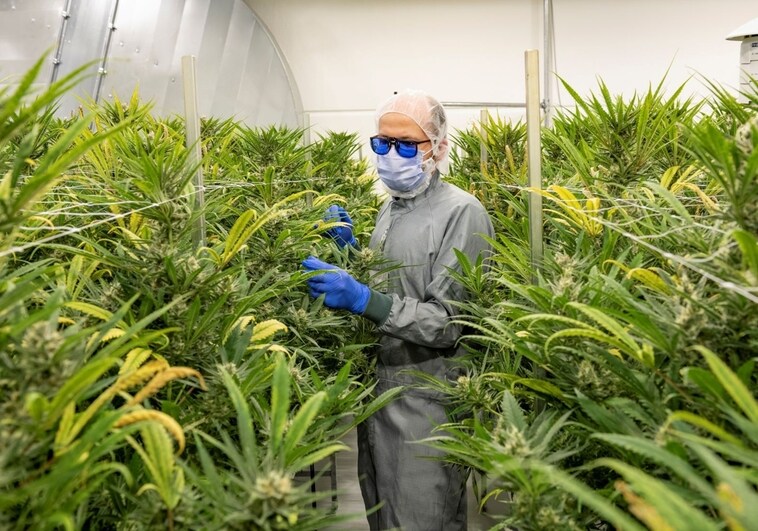A worker at the Aurora cannabis production facility in Saxony-Anhalt