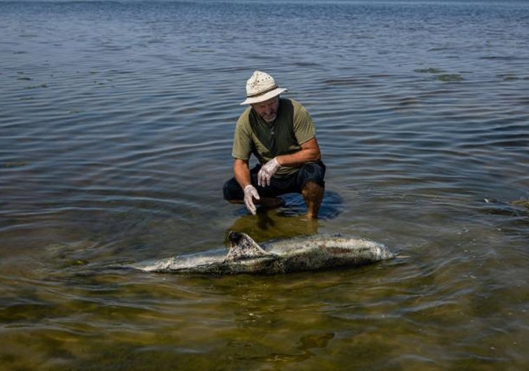 Ucrania estima que 50.000 delfines han muerto en el mar Negro por la guerra y acusa a Putin de «ecocidio»