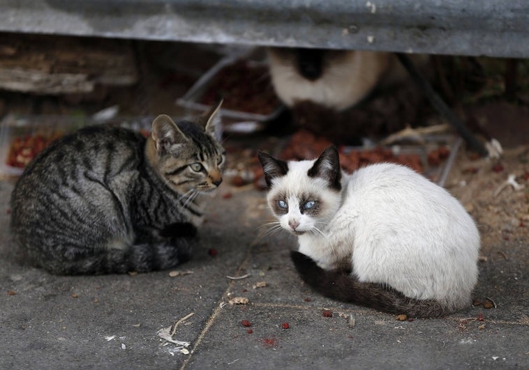 Un hombre muere por la mordedura de su gato en un dedo cuatro años antes