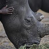 Matan a tiros a un rinoceronte blanco al día siguiente de su llegada a un zoo de Florida