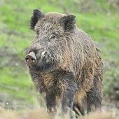 Los 'supercerdos' con inteligencia superior ponen en alerta a EE.UU tras invadir medio Canadá