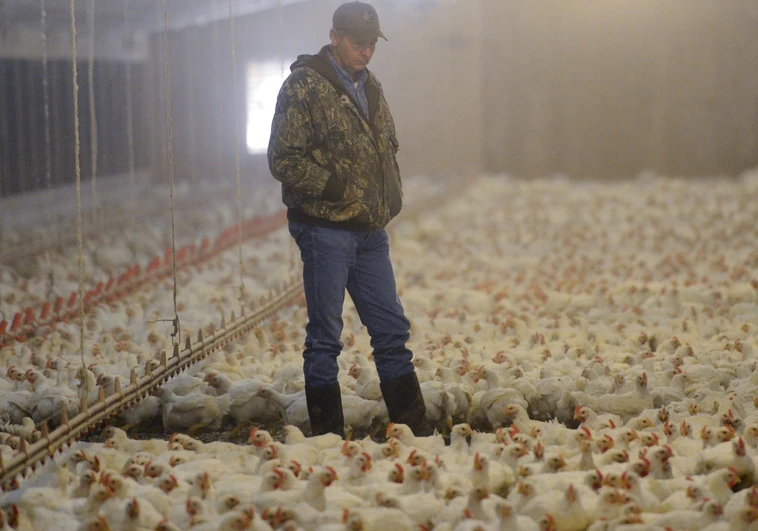El pollo del siglo: el error que cambió la industria cárnica en EE.UU.