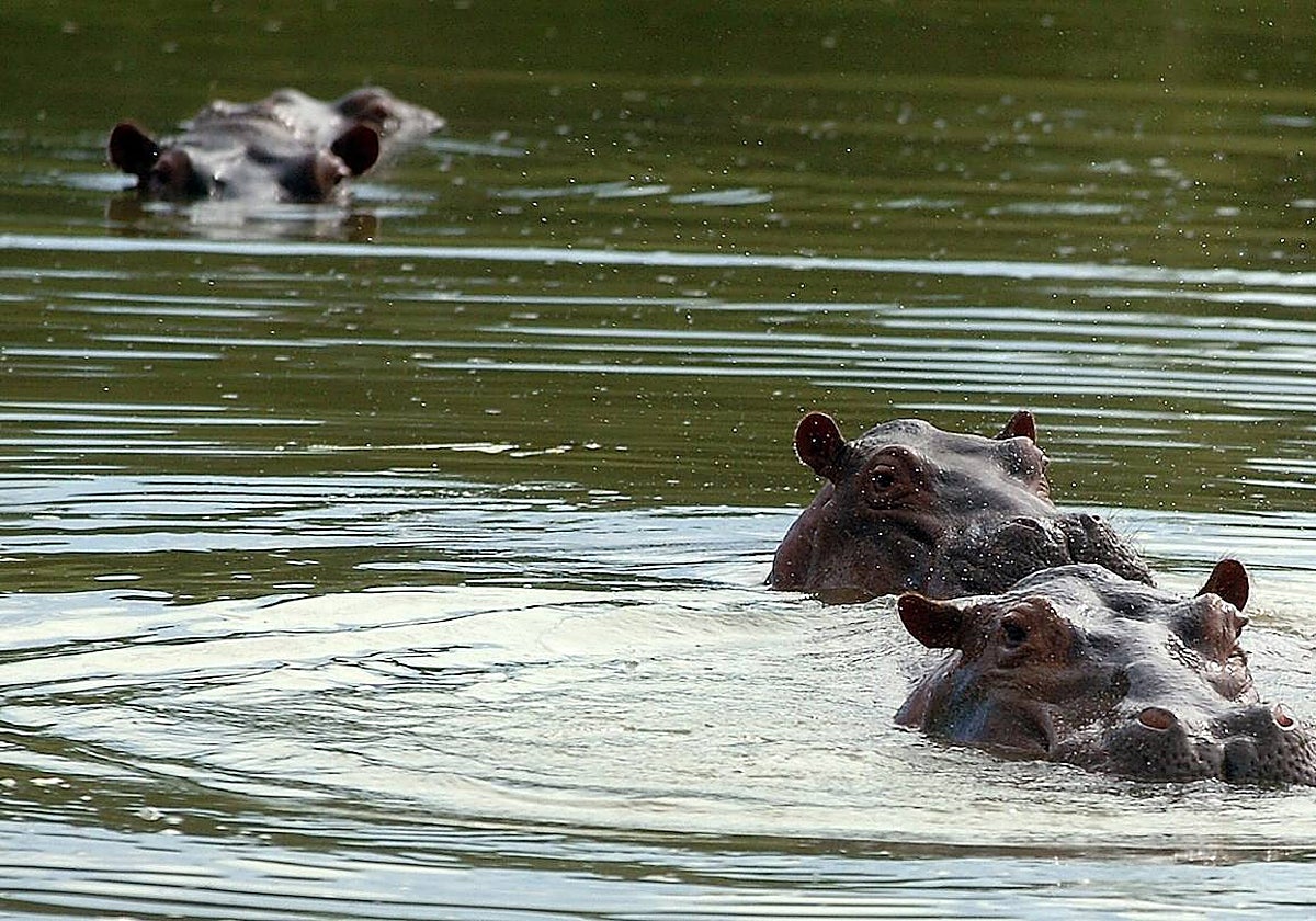 Tres de los dieciocho hipopótamos de la hacienda Nápoles, antigua propiedad de Escobar