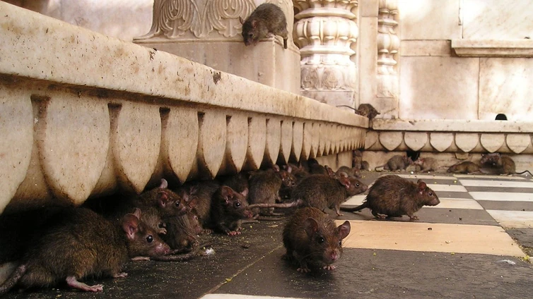 Una epidemia de ratas «del tamaño de un gato pequeño» aterroriza Reino Unido