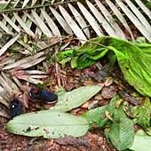 Un par de zapatos y una toalla, los nuevos rastros de los niños desaparecidos más de tres semanas en la selva colombiana