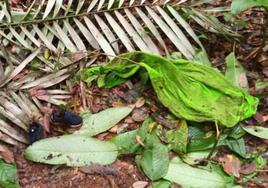 Un par de zapatos y una toalla, los nuevos rastros de los niños desaparecidos más de tres semanas en la selva colombiana