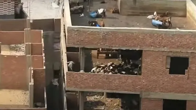 Los animales ocupan los edificios