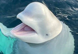 La «ballena espía rusa» reaparece cerca de las costas de Suecia