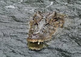 Un hombre consigue sacar su cabeza de la boca del cocodrilo que le atacaba en un resort de lujo en Australia