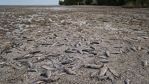 Peces muertos en el fondo drenado del embalse